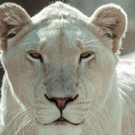 Lions View Accommodation Mbombela Ngoại thất bức ảnh
