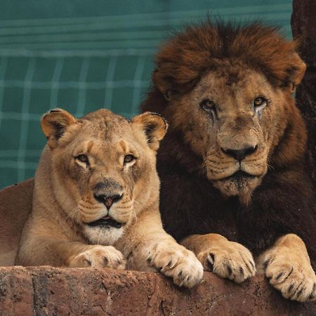 Lions View Accommodation Mbombela Ngoại thất bức ảnh