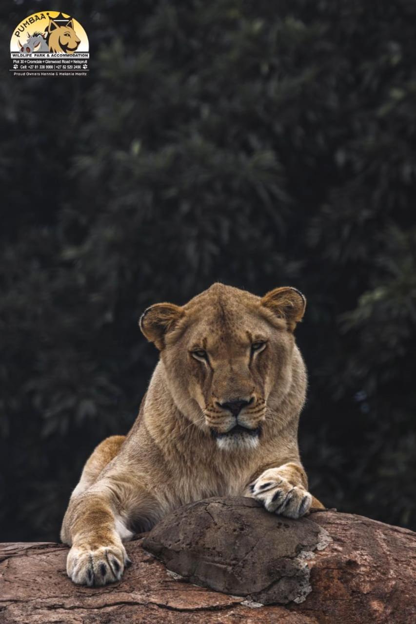 Lions View Accommodation Mbombela Ngoại thất bức ảnh