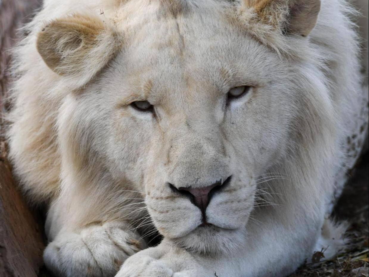 Lions View Accommodation Mbombela Ngoại thất bức ảnh