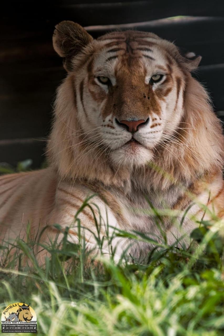 Lions View Accommodation Mbombela Ngoại thất bức ảnh