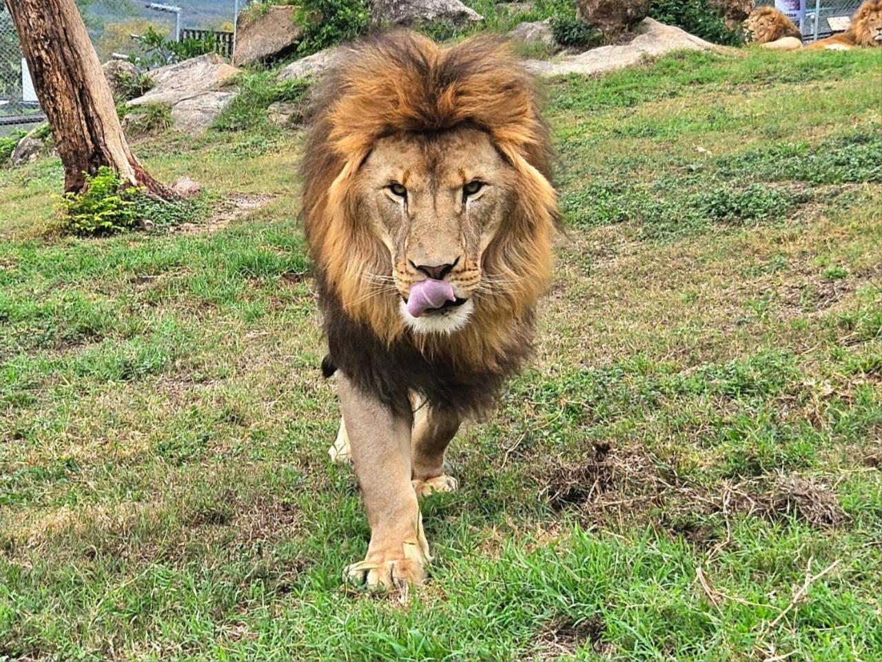 Lions View Accommodation Mbombela Ngoại thất bức ảnh