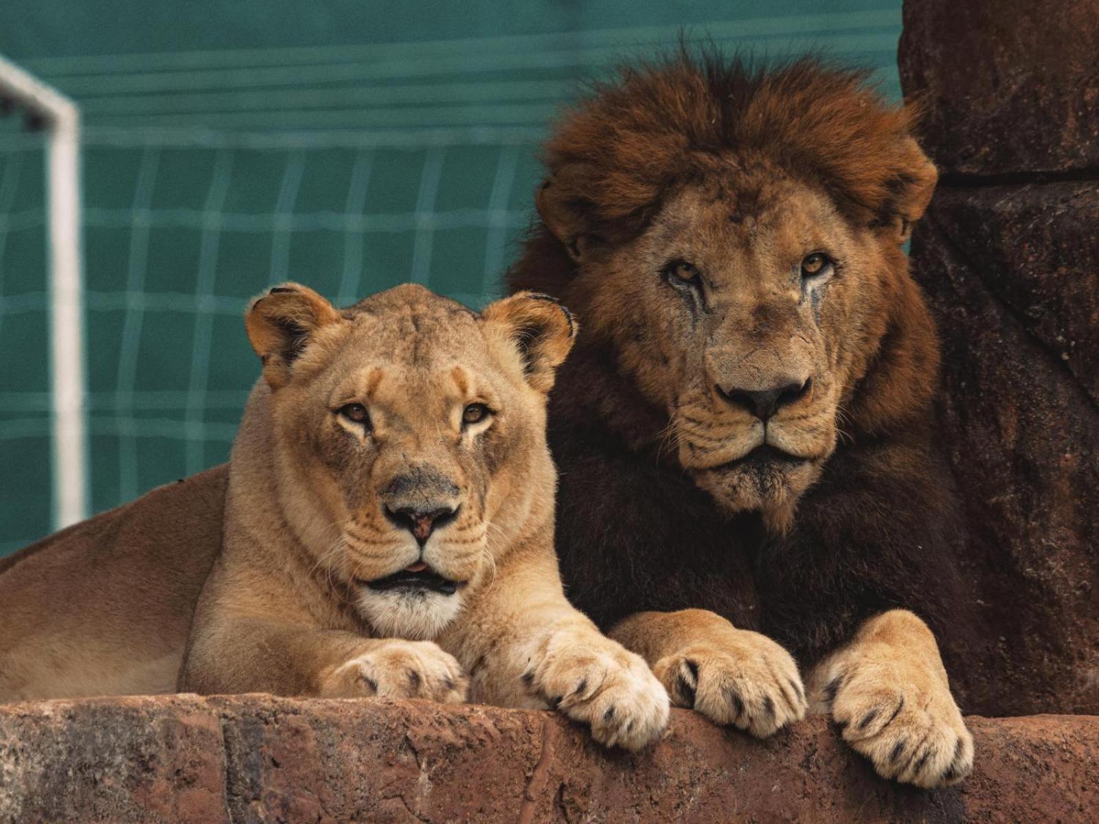 Lions View Accommodation Mbombela Ngoại thất bức ảnh