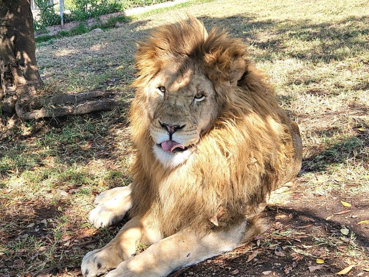Lions View Accommodation Mbombela Ngoại thất bức ảnh